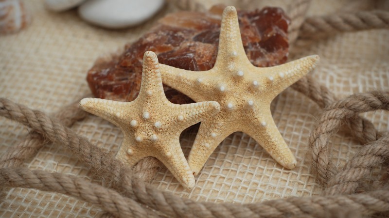 Starfish